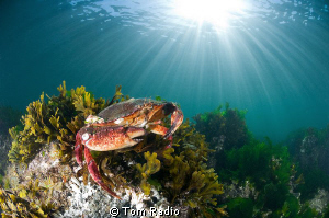 Red Rock Crab getting some sun
Seattle, WA, U.S.A. by Tom Radio 